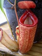 Nepenthes ventricosa x talangensis